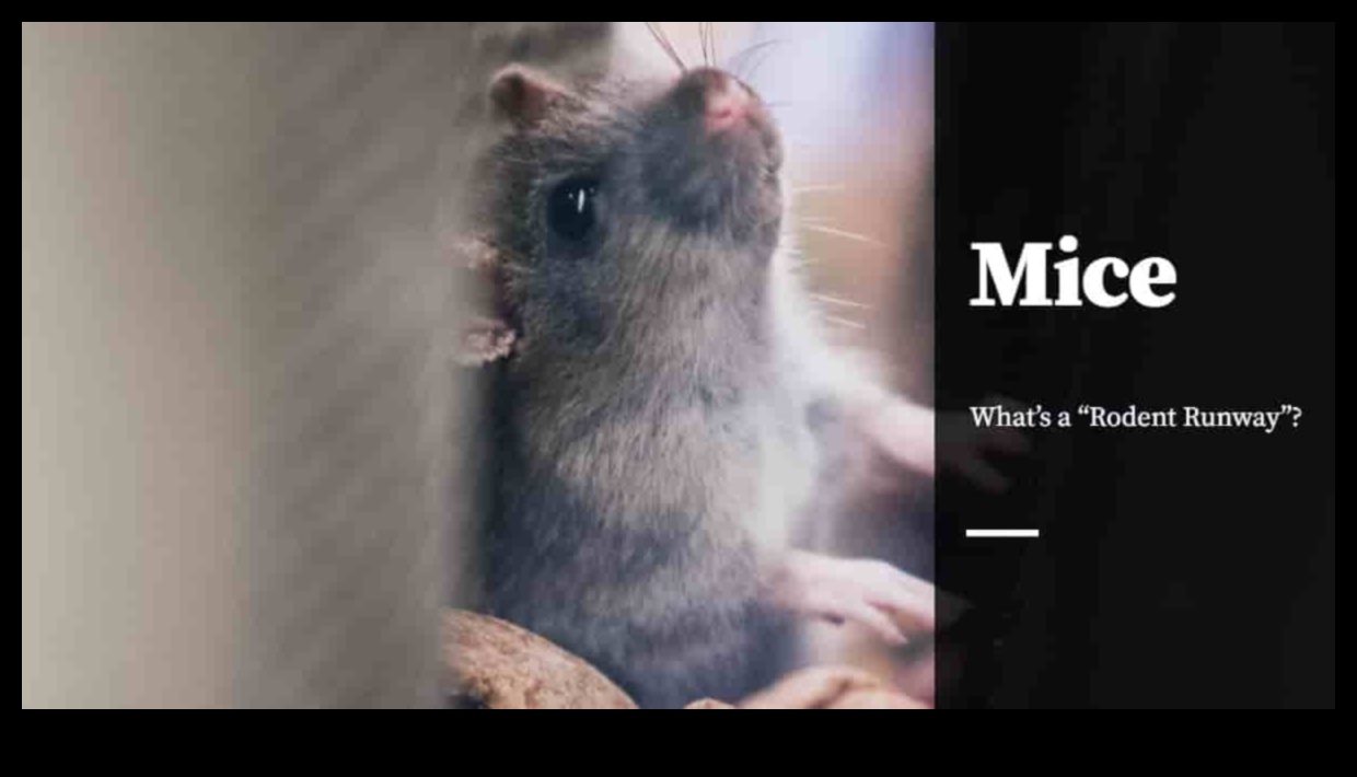 Pista rozătoarelor Continuare Cum să păstrați sustenabil garderoba animalului dvs. mic 3 Pista rozătoarelor Continuare: Susținerea unui dulap elegant pentru animalele de companie mici