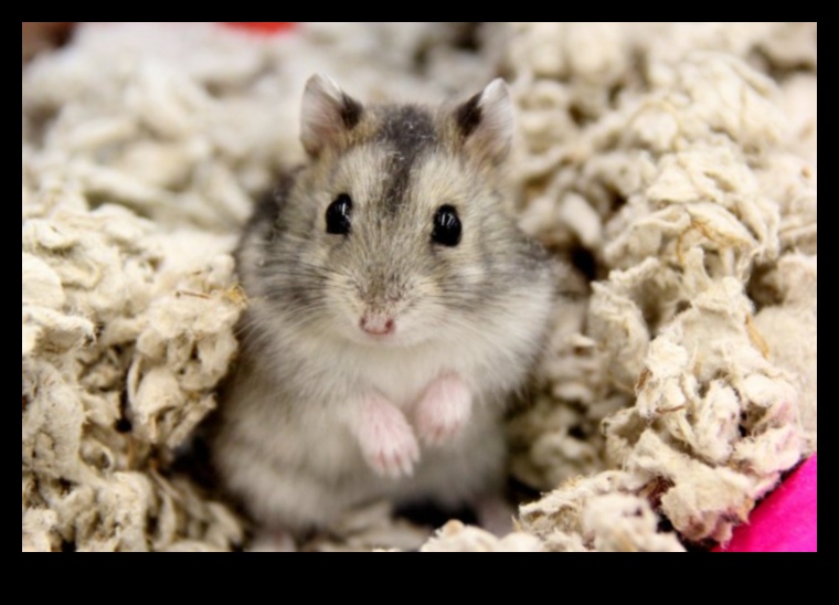 Pista rozătoarelor Continuare Cum să păstrați sustenabil garderoba animalului dvs. mic 4 Pista rozătoarelor Continuare: Susținerea unui dulap elegant pentru animalele de companie mici