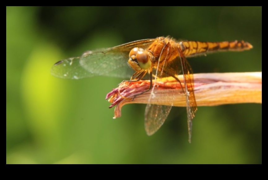 Apropiați-vă de fotografia macro 4 De aproape și personal: dezlănțuirea puterii fotografiilor macro