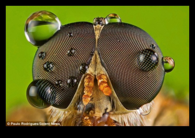 Apropiați-vă de fotografia macro 3 De aproape și personal: dezlănțuirea puterii fotografiilor macro