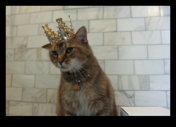 Bijuterii coroanei pisicilor Un ghid al felinelor regale pentru accesorii regale 4 Bijuterii coroanei pisicilor: accesorii regale pentru felina ta regală