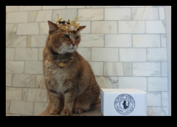 Bijuterii coroanei pentru pisici Un ghid al felinelor regale pentru accesorii regale 3 Bijuterii coroanei pisicilor: accesorii regale pentru felina ta regală