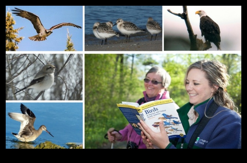 Competiții de observare a păsărilor Provocări prietenoase pentru observatorii pasionați de păsări 5 Competiții de observare a păsărilor: provocări prietenoase pentru observatorii pasionați de păsări