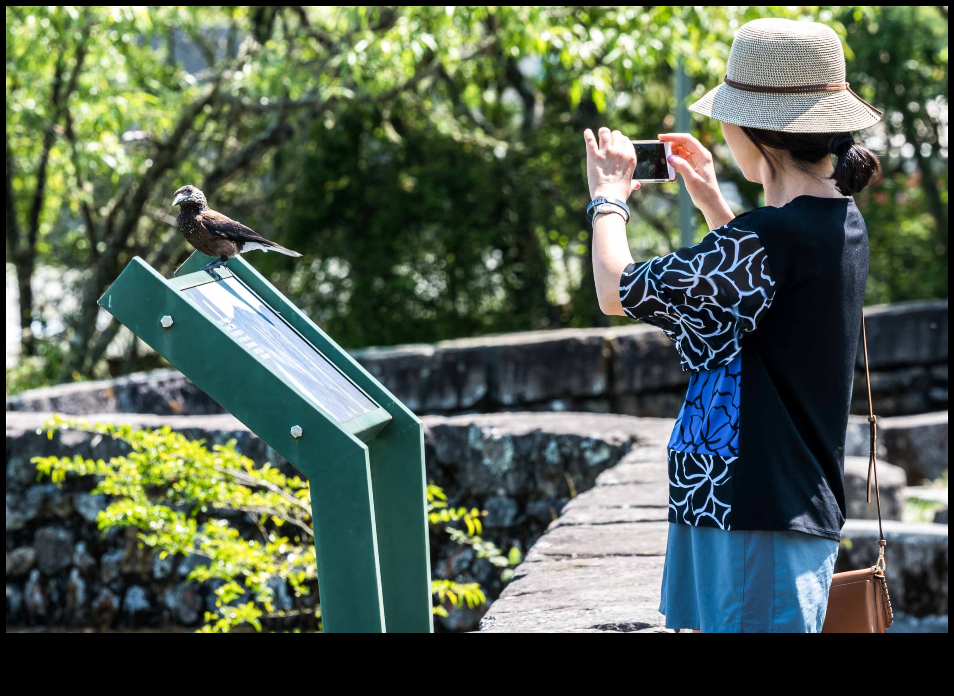 Aventuri de observare a păsărilor urbane Descoperirea vieții sălbatice în oraș 2 Urban Birding Adventures: descoperirea vieții sălbatice în oraș
