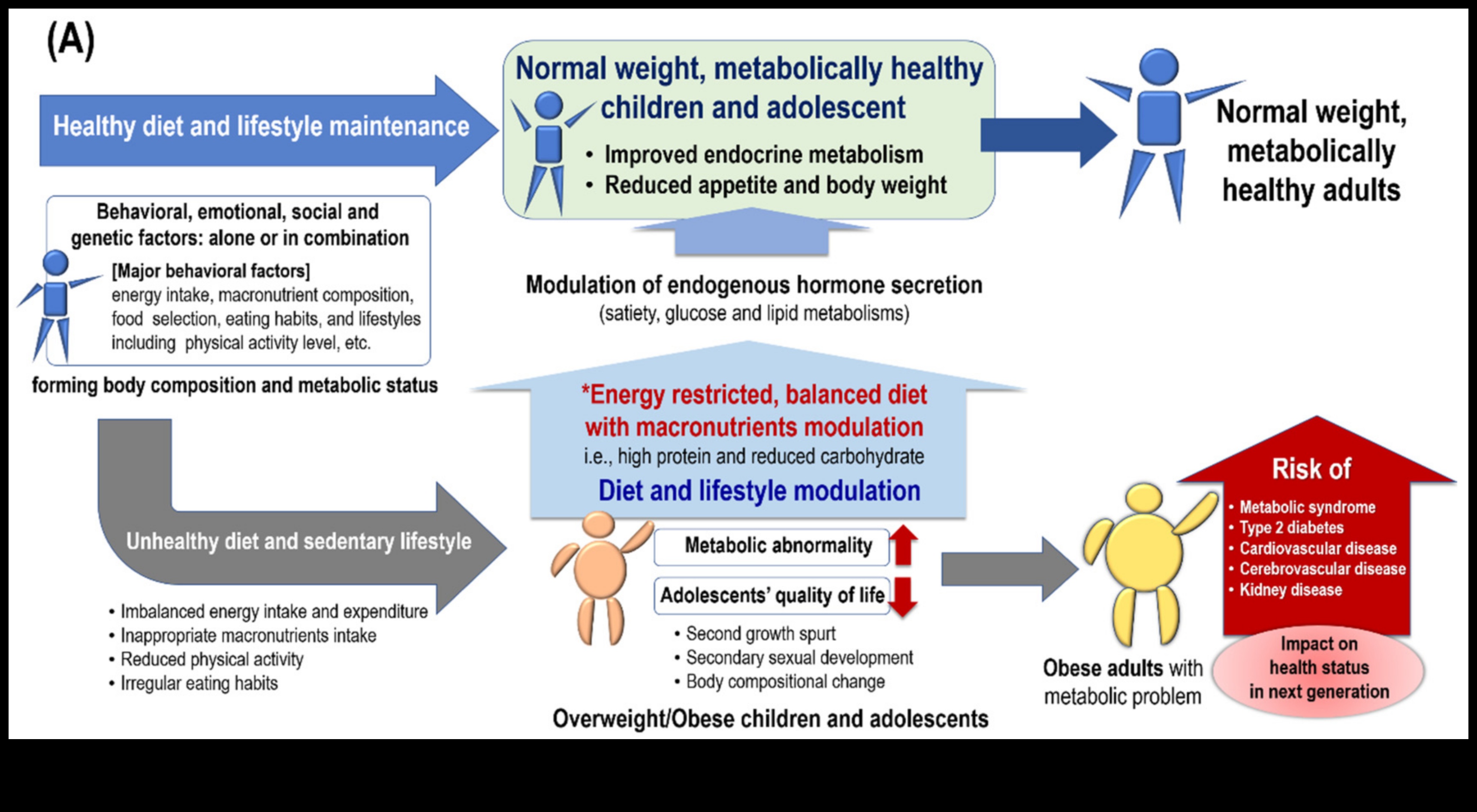 Impactul dietelor pe termen scurt asupra compoziției corporale