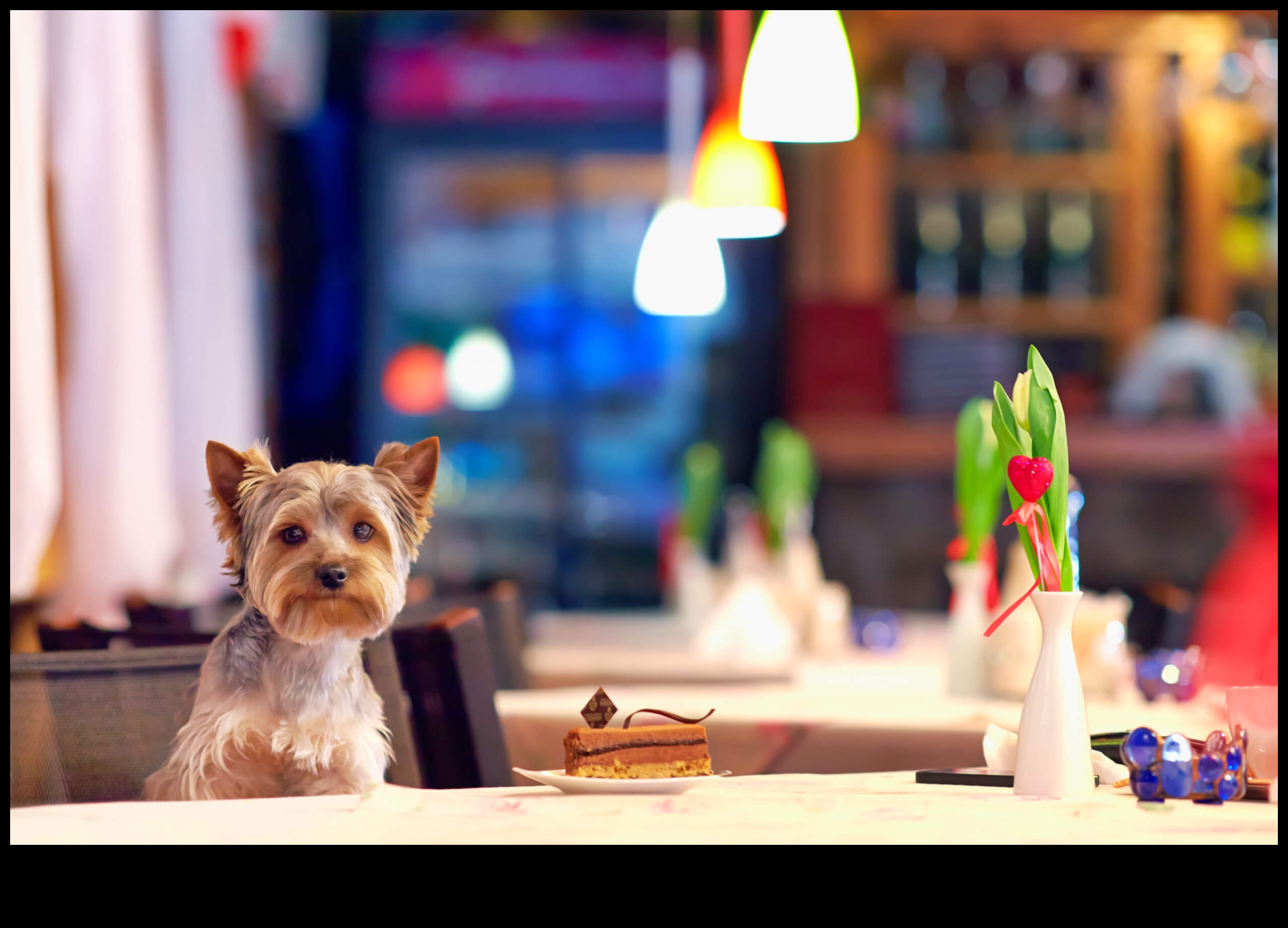 Snout and About: Explorând cafenelele și restaurantele prietenoase cu câinii