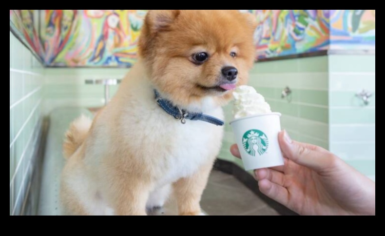 Snout and About: Explorând cafenelele și restaurantele prietenoase cu câinii