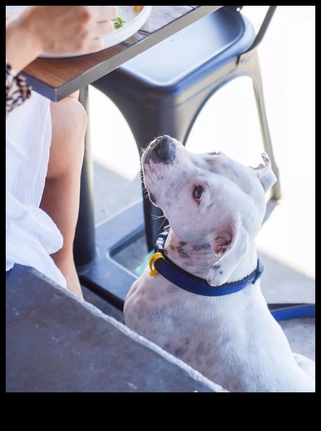 Snout and About: Explorând cafenelele și restaurantele prietenoase cu câinii