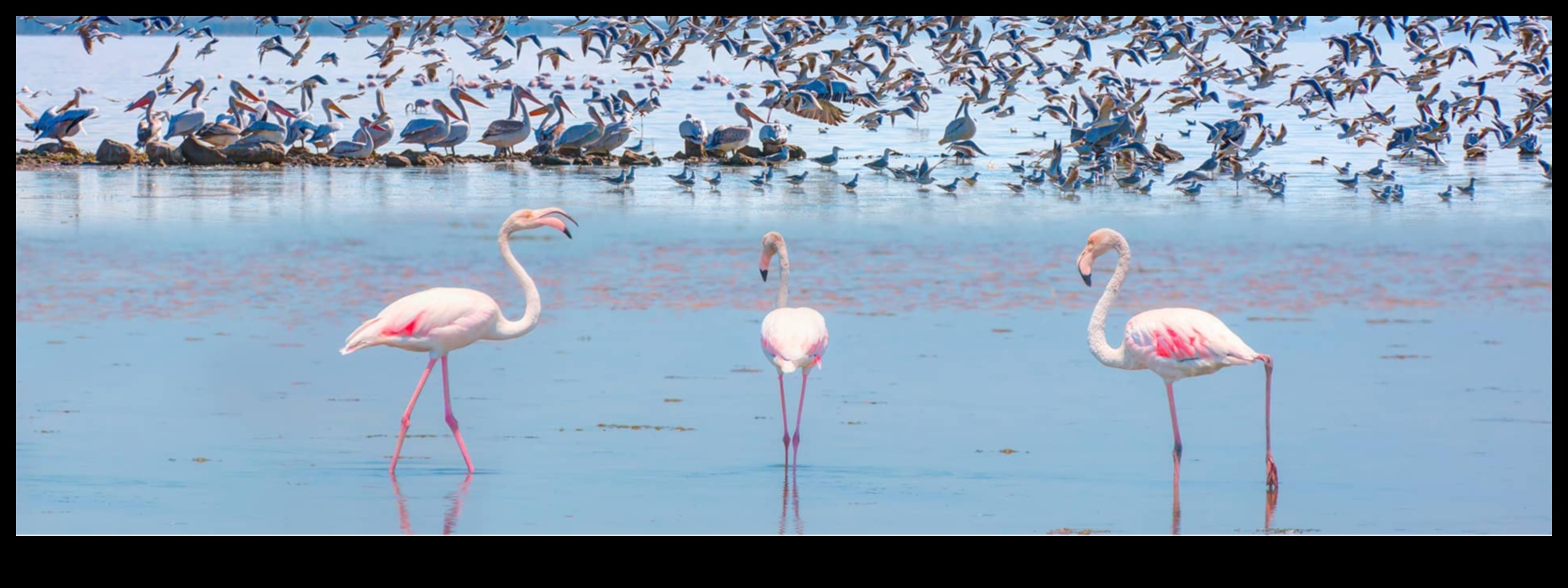 Excursii pentru observarea păsărilor care explorează diverse habitate pentru specii variate 4 Excursii pentru observarea păsărilor: explorarea diverselor habitate pentru specii variate