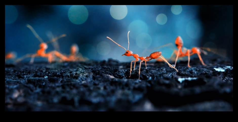 Arta micului: explorarea captivantă a fotografiilor macro