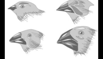 Beakonomics 4.0: Design inovator de cioc în evoluție