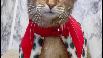 Bijuterii coroanei pisicilor: accesorii regale pentru felina ta regală