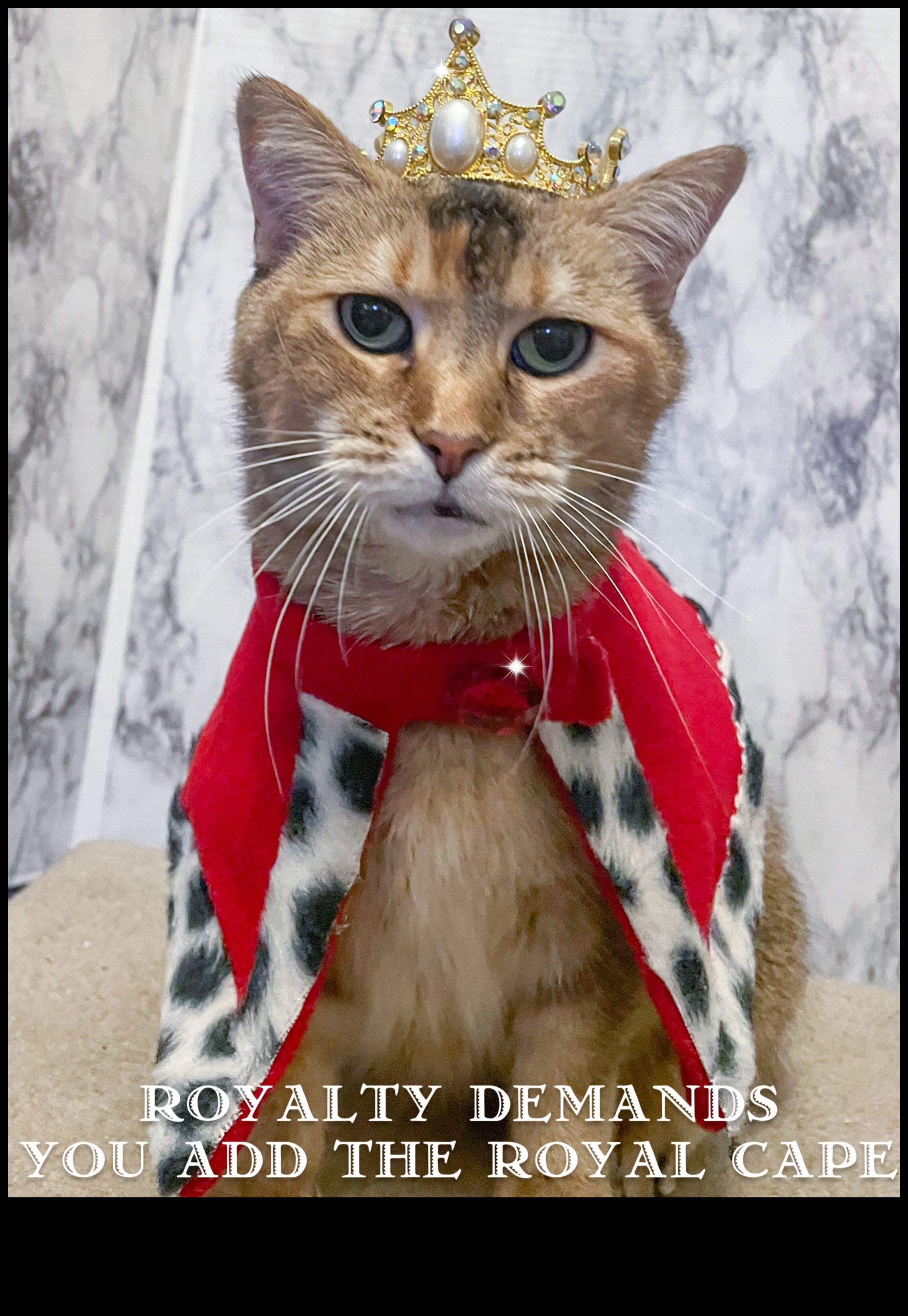 Bijuterii coroanei pentru pisici Un ghid al felinelor regale pentru accesorii regale 1 Bijuterii coroanei pisicilor: accesorii regale pentru felina ta regală