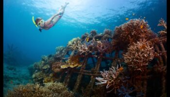 Coastal Conservation Warriors: Eforturi pentru a proteja ecosistemele marine