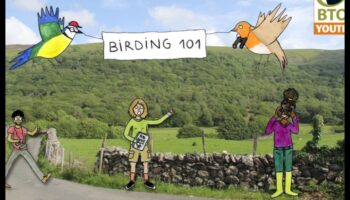 Competiții de observare a păsărilor: provocări prietenoase pentru observatorii pasionați de păsări