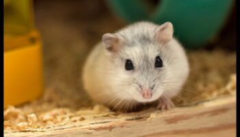 Comunicarea Hamsterului Continuare: Descifrarea vocalizărilor și a expresiilor