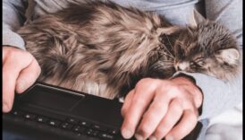 Conexiunea cu pisica: înțelegerea legăturilor între specii cu pisica ta