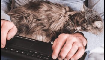 Conexiunea cu pisica: înțelegerea legăturilor între specii cu pisica ta