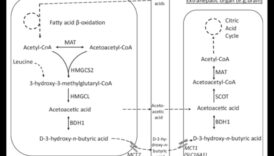 Keto și imaginea corporală pozitivă: o abordare holistică
