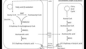 Keto și imaginea corporală pozitivă: o abordare holistică
