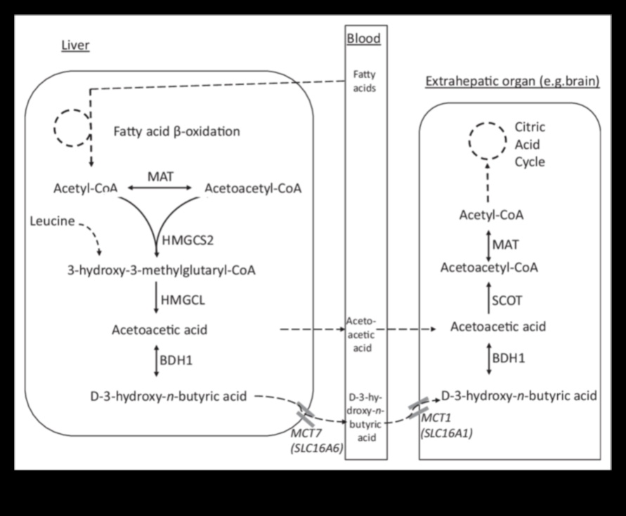 Keto și imaginea corporală pozitivă: o abordare holistică