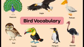 Excursii pentru observarea păsărilor: explorarea diverselor habitate pentru specii variate