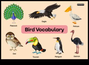 Excursii pentru observarea păsărilor: explorarea diverselor habitate pentru specii variate