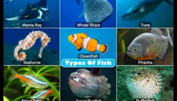 Finned Friends Continuare: Pește cu structuri sociale remarcabile