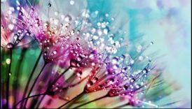 Dincolo de suprafață: dezvăluirea frumuseții ascunse în capturile macro