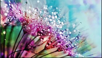 Dincolo de suprafață: dezvăluirea frumuseții ascunse în capturile macro