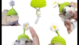 Repere ale hamsterilor Continuare: Extinderea garderobei pline de farmec a micului rozător