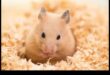 Manipularea hamsterilor: construiește încredere și legături cu prietenul tău cu blană