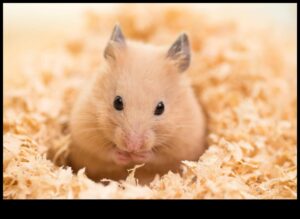 Manipularea hamsterilor: construiește încredere și legături cu prietenul tău cu blană
