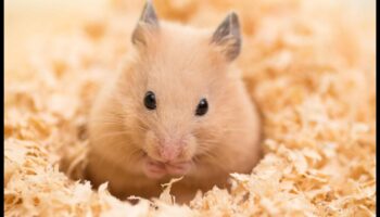 Manipularea hamsterilor: construiește încredere și legături cu prietenul tău cu blană