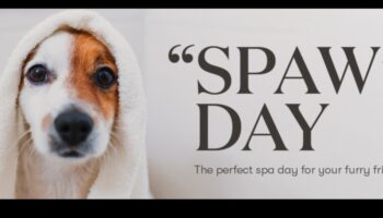 Răsfățarea animalelor de companie de buzunar: Idei pentru zilele balneare pentru prietenii tăi mici