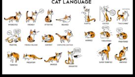 Limbajul gunoiului Continuare: Decodificarea comportamentelor de baie ale pisicilor