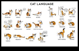 Limbajul gunoiului Continuare: Decodificarea comportamentelor de baie ale pisicilor