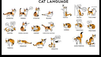 Limbajul gunoiului Continuare: Decodificarea comportamentelor de baie ale pisicilor