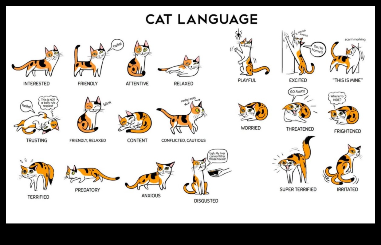 Limbajul gunoiului Continuare: Decodificarea comportamentelor de baie ale pisicilor