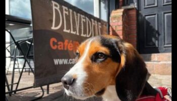 Snout and About: Explorând cafenelele și restaurantele prietenoase cu câinii