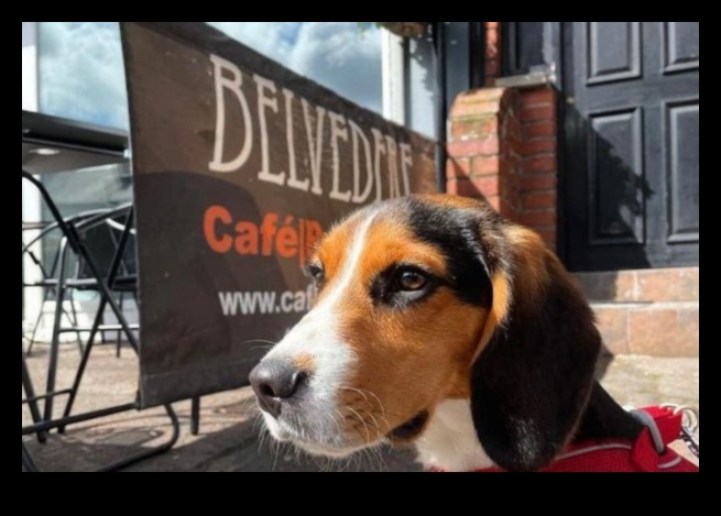 Snout and About: Explorând cafenelele și restaurantele prietenoase cu câinii