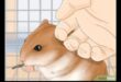 Strategii de socializare a hamsterilor: construiește legături cu prietenul tău blănos