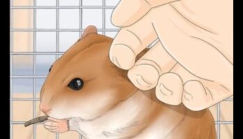 Strategii de socializare a hamsterilor: construiește legături cu prietenul tău blănos