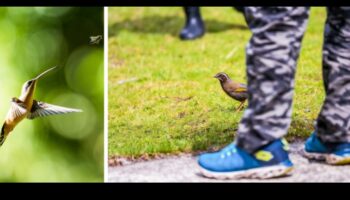 Urban Birding Adventures: descoperirea vieții sălbatice în oraș